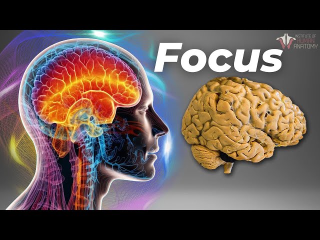 The Neuroscience of Focus
