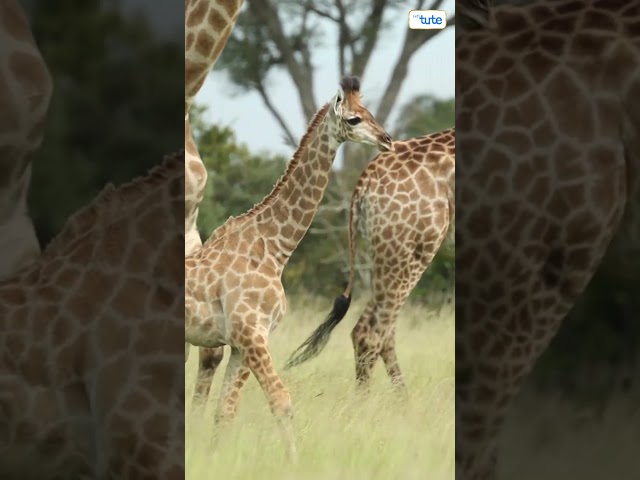 😯DID YOU KNOW? Giraffes Sleep ONLY 5 Mins In a Day? #giraffe #giraffefacts