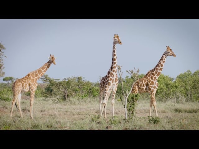 San Diego Zoo Global's Wildwatch Kenya Project