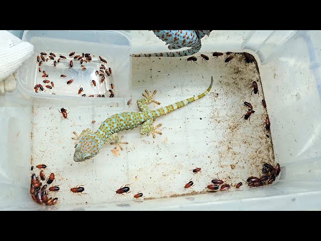 Gecko cleans 100 cockroaches
