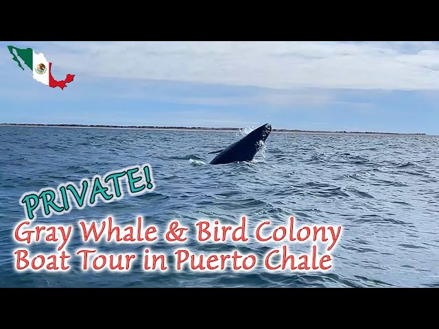 A Private Gray Whale Boat Tour in Puerto Chale!