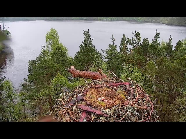 Live osprey nest camera at Loch of the Lowes Wildlife Reserve