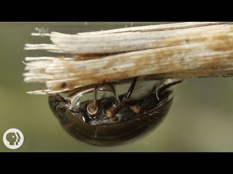 It's a Bug Life | Deep Look