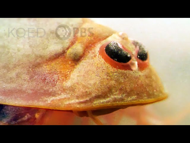 Tadpole Shrimp Are Coming For Your Rice | Deep Look