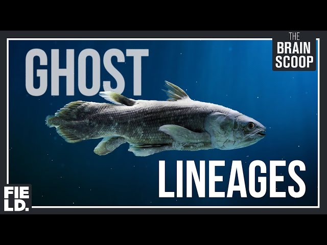 Ghost Lineages