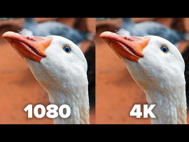 Can YOU see any difference? (1080 vs 4K revisited)