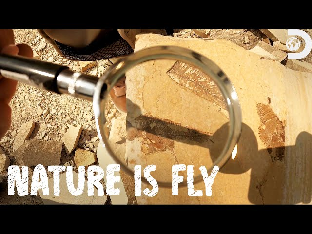 Family Fossil Finding | Nature is Fly