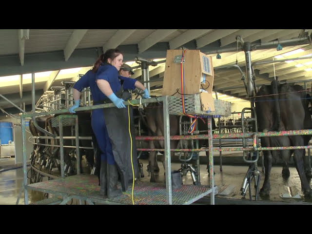 Dairy Farming Careers- Management and Research
