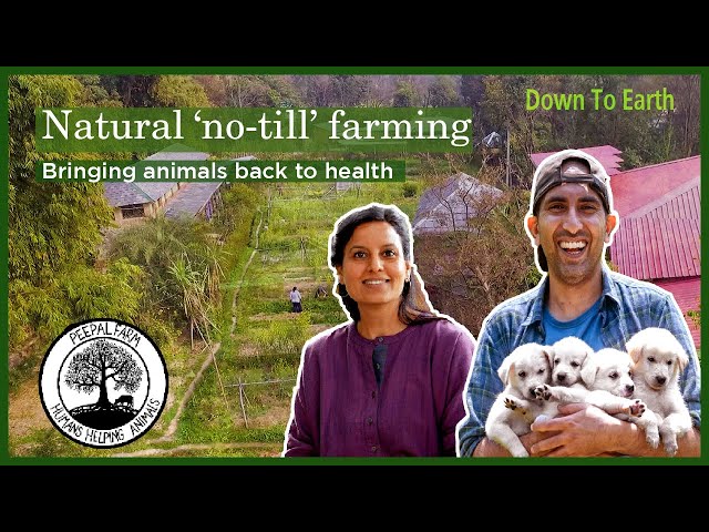 How to grow an organic ‘No-till’ farm that sustains people and rescues animals | Peepal Farm's story