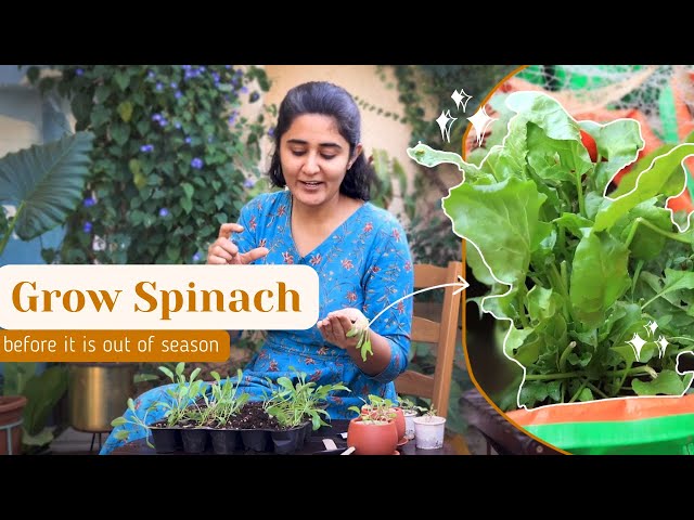 Grow Spinach Before It Is Out Of Season | Garden Up Basics Ep.22