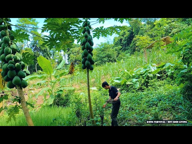 Kong Harvesting fish, chicken and vegetables in the garden to make a healthy hot pot - Forest life
