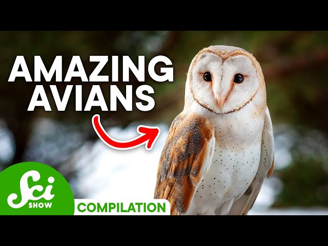 The Most Amazing Birds on Earth | SciShow Compilation