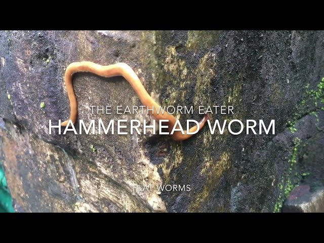Hammerhead worm || Bipalium || Land Planaria || Earthworm Eater
