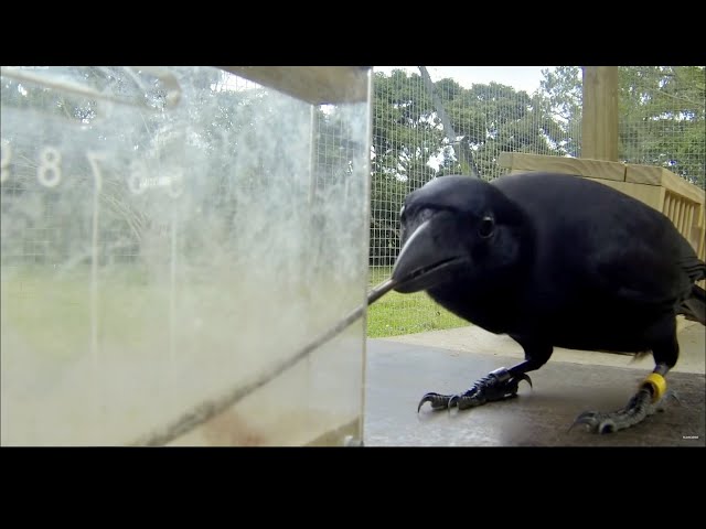 The Smartest Crow of All Time