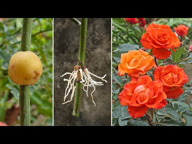 News Ideas, How to propagate roses with potatoes for fast rooting | Growing roses in potatoes