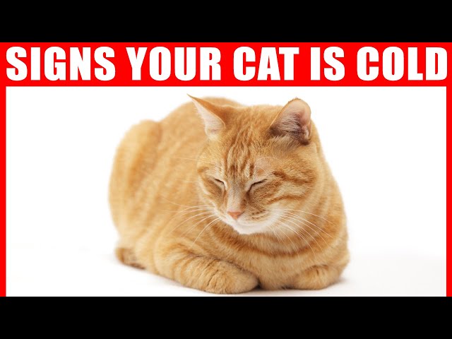 How to Tell if Your Cat is Cold?
