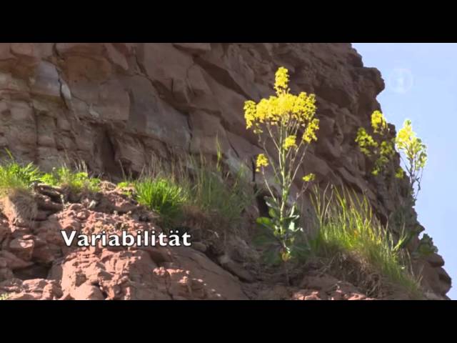 FWU - Einheimische Nutzpflanzen - Trailer