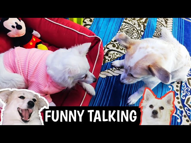 MUMMY NE MARA  - Episode Two | Rio and Kulotobaby  Can Talk |  Funny Talking Dogs