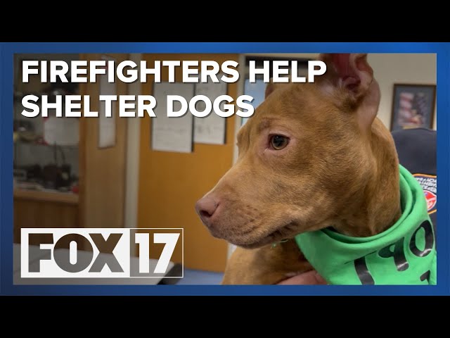 Shelter dogs join Muskegon Twp. firefighters to help spur adoptions