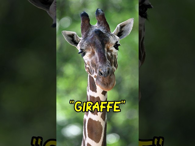 Giraffe Name Origin #giraffe #nameorigin #wildlifefacts