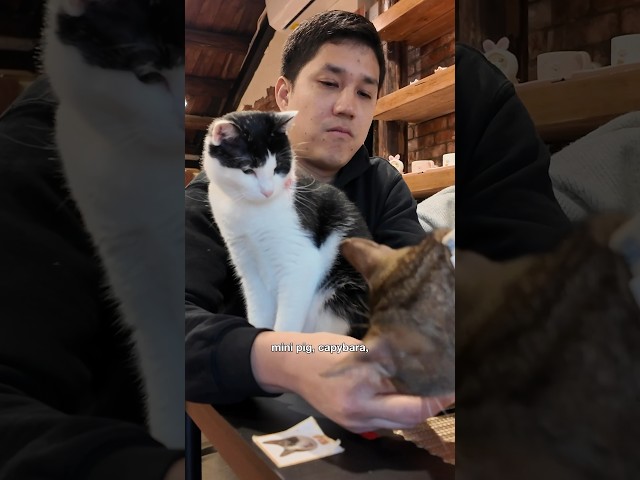 What’s it like to visit a CAT CAFE in Taiwan?