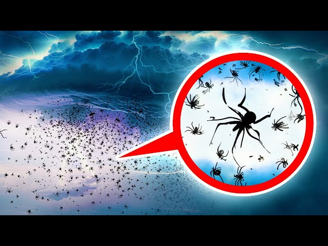 "Spinnenregen + Andere Naturwunder, die Sie nicht für möglich halten würden!"