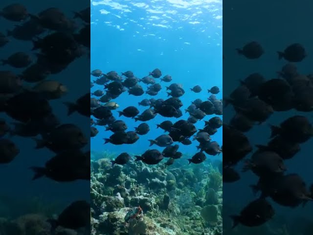 Surgeonfish keep the reef healthy!