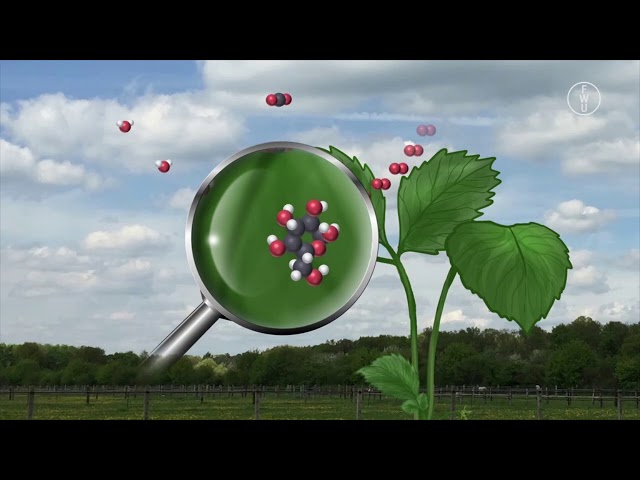 FWU - Der Kohlenstoffkreislauf - Trailer