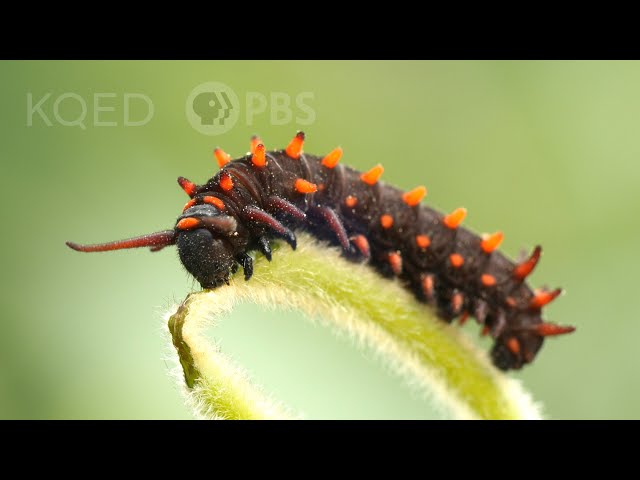 The Pipevine Caterpillar Thrives in a Toxic Love Triangle | Deep Look