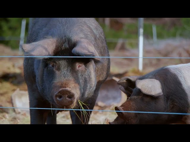 How to get pigs to grow their own pasture | Permaculture in action. Free Range Homestead Ep. 53
