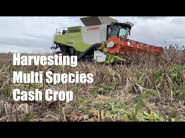 Multi Species Cash Crop - Russell Harvests & Disc Plants into Cover Crop - Regen Farming Revolution
