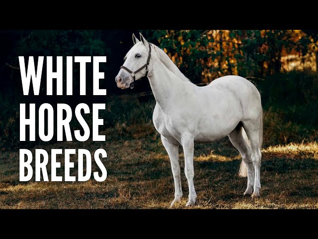 15 White Horse Breeds You Should Know