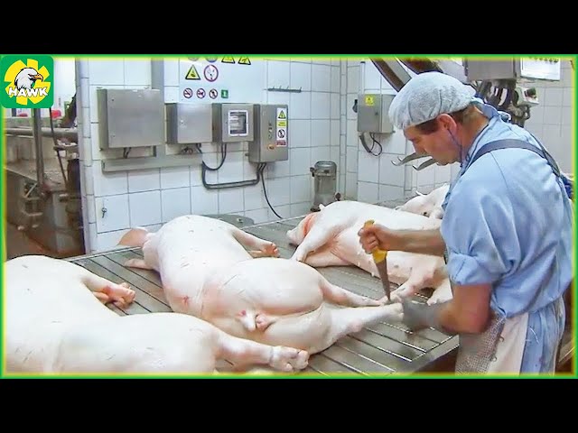 Pig Farming 🐖 How American Farmers Raise Millions of Pigs |  Canned Pork Processing Factory
