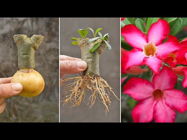 Try Adenium Cuttings with potato | How to grow plumeria flowers at home