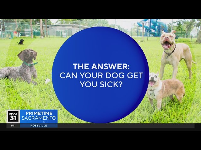 The Answer: Can your dog get you sick?