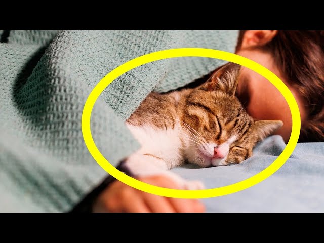 THIS Will Happen If You Sleep With Your Cat Every Night! 😴