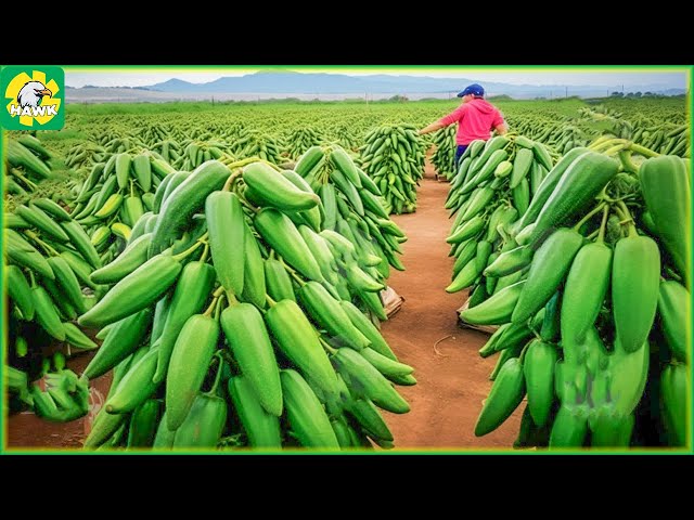 Farming Documentary🌶️ Harvest Chili Peppers - Modern Agriculture Machines That Are At Another Level