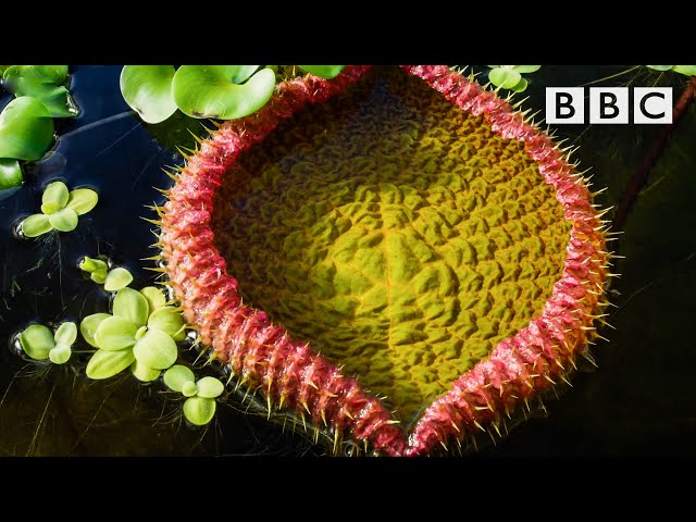 The giant water lily is VICIOUS! 😱 The Green Planet  🌱BBC