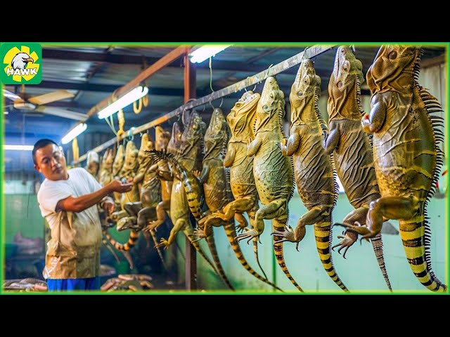 🦎 How Farmers Raise and Process Iguana Meat | Farming Documentary