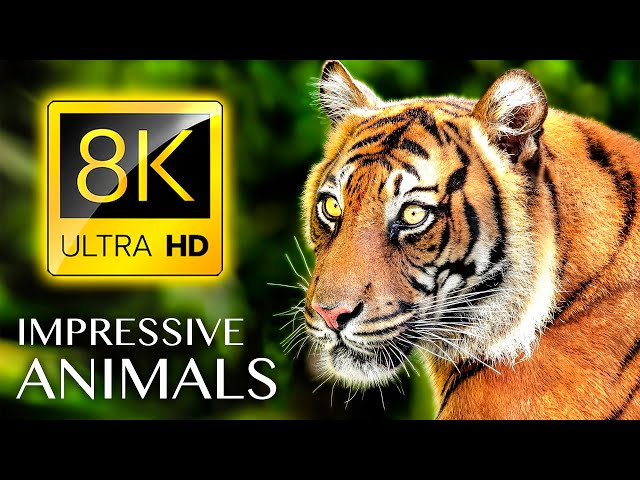 IMPRESSIVE ANIMALS 8K ULTRA HD