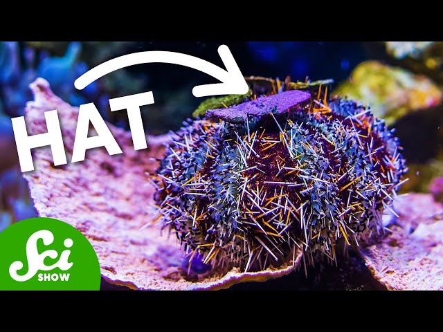 Are Sea Urchins USING TOOLS?!