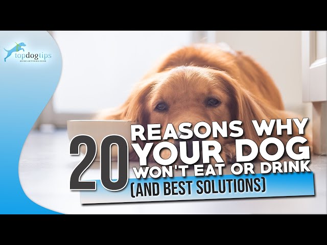 20 Reasons Why Your Dog Won’t Eat or Drink And Best Solutions