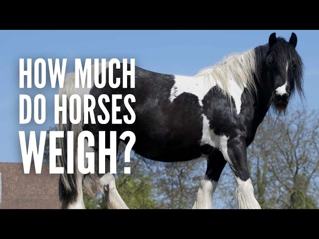 How Much Do Horses Weigh?