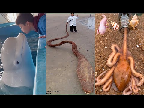 Catching Seafood 🦀🐙 Deep Sea Octopus (Catch Crab, Catch Fish) - Tik Tok #97