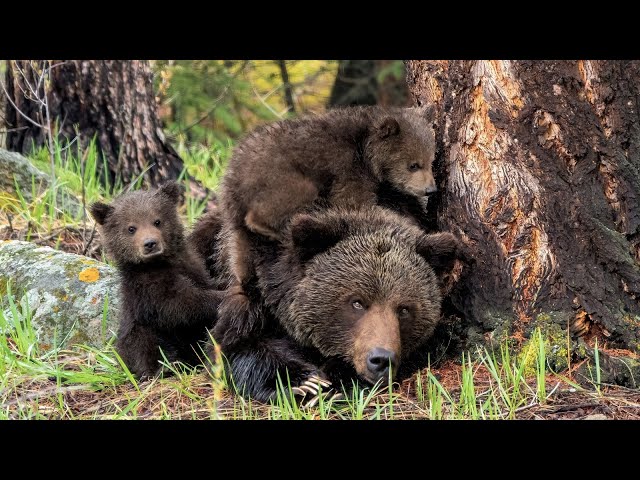 Grizzly and Her Newborns - First Sighting
