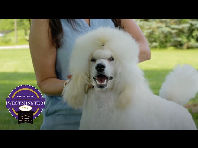 Best of Breed Minute: Poodle