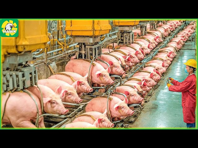 US & China 🐖 Which Pork Processing Factory is More Modern?