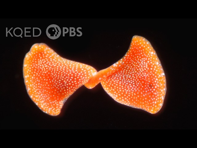 These Solar-Powered Carnivorous Flatworms Divide and Conquer | Deep Look