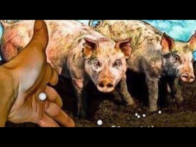 Why Did Jesus Refer To Non Believers as Pigs?