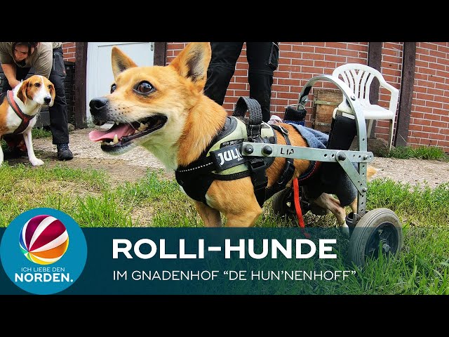 Rolli-Hunde: Besuch auf dem Gnadenhof „De Hun'nenhoff“